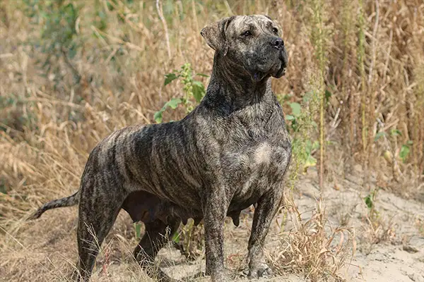 Presa Canario