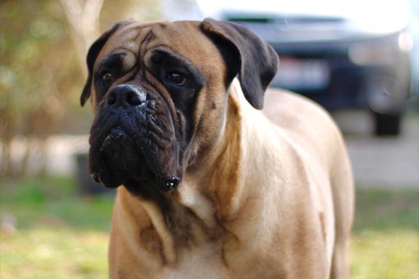 Bullmastiff